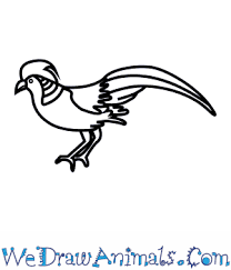 How To Draw A Golden Pheasant Draw two ovals that will help to define the places for the head and the body of the dragon. how to draw a golden pheasant