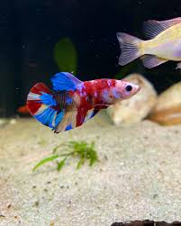 Image result for Heteromorpha sp. agg.