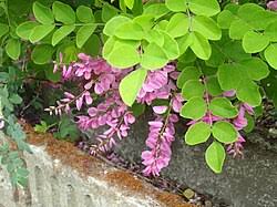 Image result for Indigofera gairdnerae