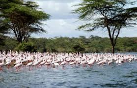 Resort is a branch of superior hotels hotel chain. Lake Naivasha Safariguru