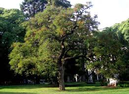 Image result for Erythrina crista-galli