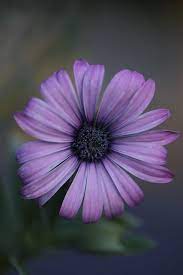 Maybe you would like to learn more about one of these? Purple Portrait Purple Daisy Love Flowers Beautiful Flowers