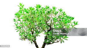 Image result for Pemphis