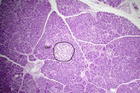 Before histological preparation, the arterial supply of this pancreas was injected with a red material. Description