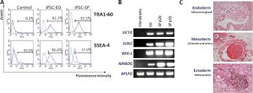 Proof Of Concept Study Of Drug Brain Permeability Between In