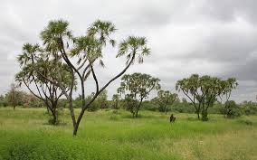 Image result for Hyphaene