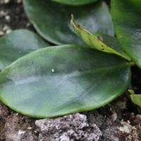 Image result for Begonia loranthoides