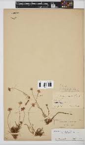 Image result for Felicia mossamedensis