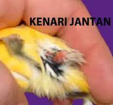 13 Cara Membedakan Kenari Jantan Dan Betina Beserta Gambar Hewan Id