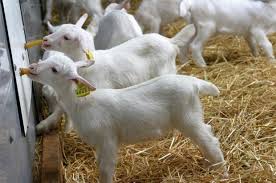 Top recettes lait en poudre. Elevage D Agneaux Agro P E S