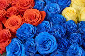 Download and use 10,000+ blue flowers stock photos for free. Heap Of Blue Red And Yellow Roses As Floral Background Stock Photo Picture And Royalty Free Image Image 62531109