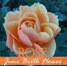 June Birth Flower Tattoo Idea For Pooh Birth Flower Tattoos June Birth Flower Birth Month Flowers