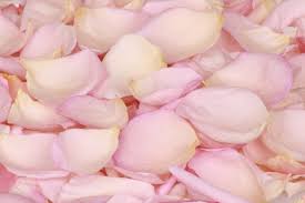 Lush Pink Freeze Dried Rose Petals Freeze Dried Rose Petals Dried Rose Petals Rose Petals
