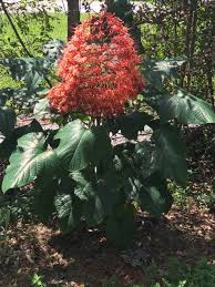 Image result for Clerodendrum poggei