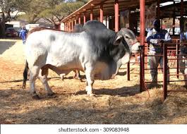 White brahman bull lead by handler photo. Thabazimbi South Africa August 1 Cattle Stock Photo Edit Now 309083948
