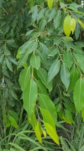 Image result for Syzygium cumini
