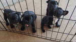 Minimum of 4 dogs earning titles. Search Continues For Puppies Stolen From Polk Co Home