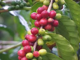 Coffee tree transparent images (38). Kona Coffee Beans Coffee Tree Fruit Coffee Plant