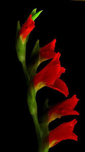 Beautiful Red Flower Gladiolusy Fotografiya Cvetov Lugovye Cvety
