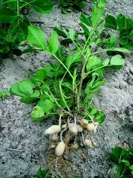 Image result for Arachis hypogaea