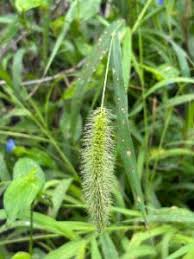 Image result for Setaria longiseta
