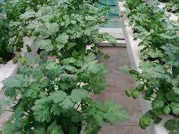 Pin By Geekgardener On Voentro In 2021 Growing Coriander Hydroponic Farming Hydroponics