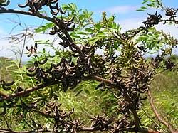 Image result for Indigofera gairdnerae