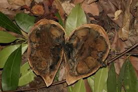 Image result for Pentadesma