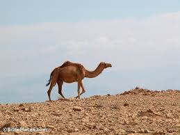 Terms in this set (11). Bibleplaces Twitterren It Is Easier For A Camel To Go Through The Eye Of A Needle Than For A Rich Man To Enter The Kingdom Of God Mark 10 25 Https T Co Lllrhkwixq