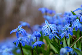 Image result for Scilla