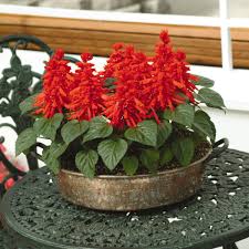 Image result for Salvia