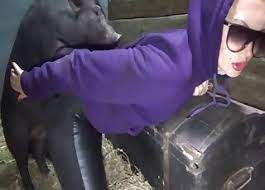 Le meilleur porno de brésilienne en vidéo. Des Films De Cul Zoophiles Avec Des Cochons Et Des Jeunes Zoophiles De 18 Ans Et Plus Des Milfs Des Menageres Et Bien Plus