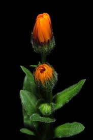 Calendula Arvensis Night 2 Flowers Amazing Flowers Calendula