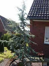 Überzeugen sie sich von unseren hochwertigen qualitätspflanzen. Cedrus Libani Glauca Blaue Libanon Zeder Gunstig Kaufen