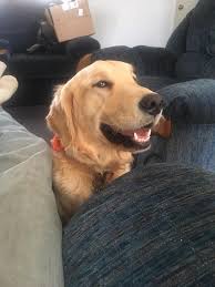 Bradley S Golden Retrievers Home Facebook