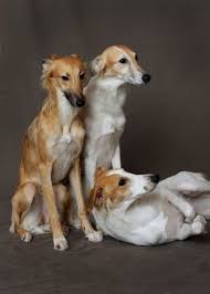 Beautiful Longhaired Whippets Hd This Is A New Breed To Me You Can Learn Something New Every Day Dogs Whippet Dog Sighthound