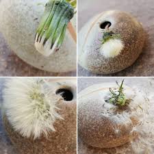 1 2 3 4 Innerhalb Von 3 Stunden Von Der Knospe Bis Zum Fliegen Pusteblume So Schon Was Die Natur Alles Kann Schone Osterta In 2020 Coconut Fruit Food