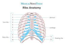 The upper abdominal area is a part of the trunk between the lower ribs and the navel. Minuman03