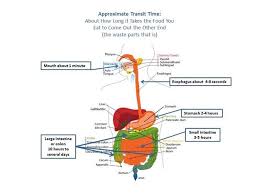 A Corny Way To Check Bowel Transit Time Big Picture Health