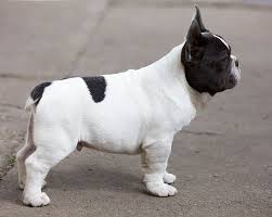 All our puppies come with a one year guarantee. Our Breeding French Bulldog Breed In 2020 French Bulldog Breed Bulldog Breeds French Bulldog