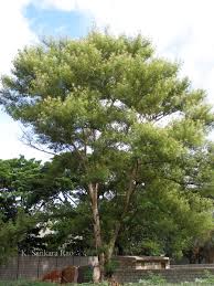 Image result for Acacia polyacantha