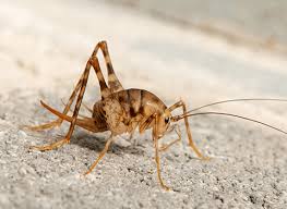 How high can a camel cricket jump? Are Camel Crickets As Dangerous As They Look
