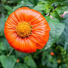 Image result for Tithonia