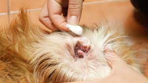 Pethonesty.com has been visited by 10k+ users in the past month How To Clean Your Dog S Ears 10 Steps With Pictures Wikihow