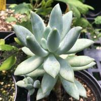 Sansevieria trifasciata cv 'silver moon'. High Country Food Hub