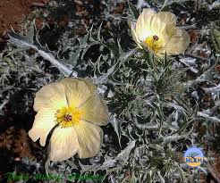 Image result for Argemone ochroleuca