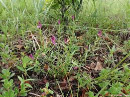 Image result for Polygala capillaris