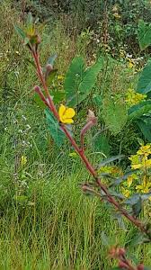 Image result for Ludwigia erecta