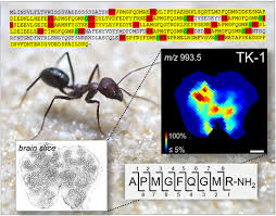 A human brain has 10,000 million so a colony of 40,000 ants has collectively the same size brain as a human. Transcriptomic Peptidomic And Mass Spectrometry Imaging Analysis Of The Brain In The Ant Cataglyphis Nodus Habenstein Journal Of Neurochemistry Wiley Online Library