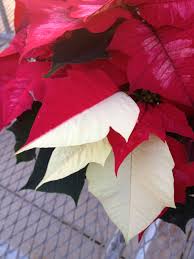 Plants will deteriorate if overwatered, causing the leaves to yellow and fall off after wilting. Poinsettias In Every Color Even Blue The Impatient Gardener
